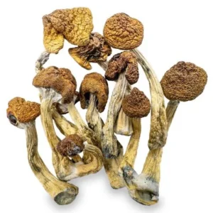 B+ Magic Mushrooms
