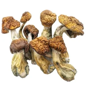 Buy Blue Meanie Magic Mushrooms