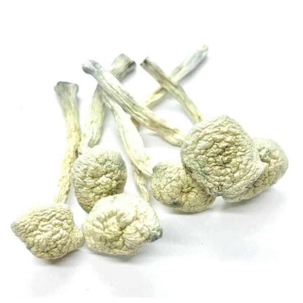 Buy Albino A+ Mushrooms